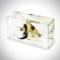 RealCoolBugs Authentic 'Angelfish' Resin Paperweight/Display Ready To Ship! 48 Hour Shipping!
