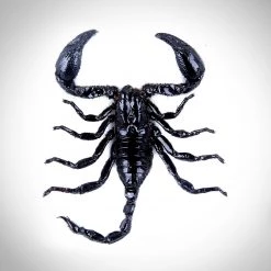 Insect Ancient Artifacts Scorpion - Palamnaersus Custom Frame