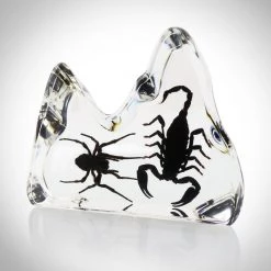 RealCoolBugs Authentic 'Black Scorpion & Fighting Spider' Resin Paperweight/Display