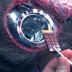 Collectible Statues Terminator T-800 Cpu Chip Rare-T Exclusive Museum Display