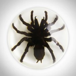 RealCoolBugs Authentic Tarantula Sphere Resin Paperweight/Display