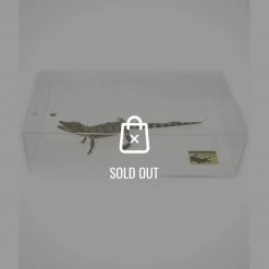 Rare-T Exclusive 'Taxidermy Crocodile' Museum Display Ancient Artifacts