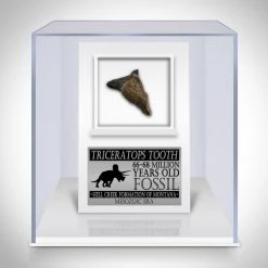 RARE-T Triceratops Tooth Fossil- 68-66 Million Years Old Fossilized Triceratops Tooth Custom Museum Display