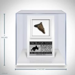RARE-T Triceratops Tooth Fossil- 68-66 Million Years Old Fossilized Triceratops Tooth Custom Museum Display