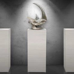 BEN - SKULL STORE Authentic Siberian Woolly Rhinoceros Skull (Coelodonta Antiquitatis) Custom Stand Ancient Artifacts